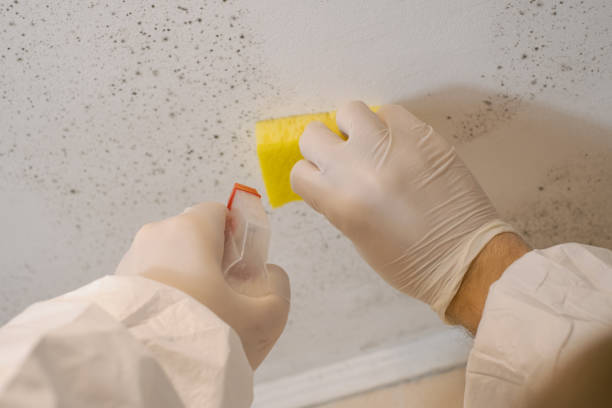 Best Biohazard Mold Removal  in Dakota Ridge, CO